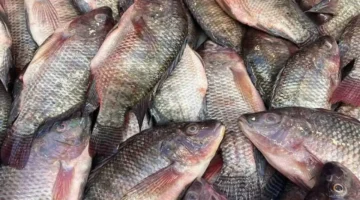 تحولات مفاجئة في أسعار الأصناف البحرية والشعبية وسط حالة من التباين بنسب البيع